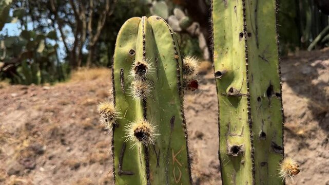 peque&ntilde;as plantas cactaceas creciendo 