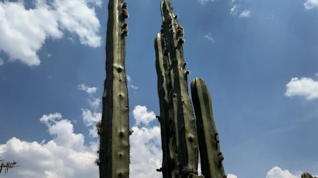 cielo azul con un grupo de cactaceas 