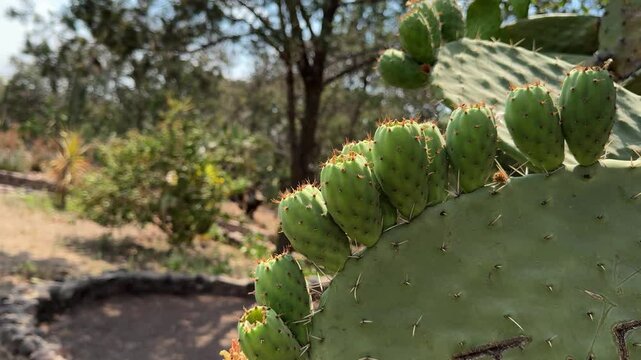 tunas en una penca de nopal