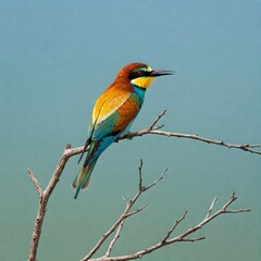 Obraz premium kingfisher on branch
