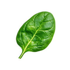 Obraz premium Bright green spinach leaf sticker, perfect for adding a touch of nature to your planner or decor. Ideal for food lovers