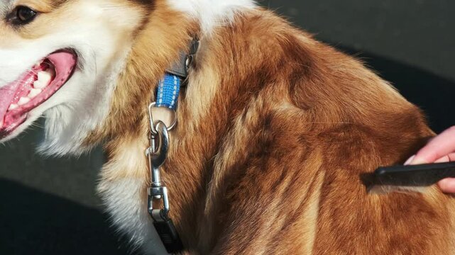 Girl combs a red and white Welsh Corgi Pembroke in a park with a fine comb for combing out ticks and fleas. A walk on a sunny day in a city park. Grooming concept, animal life
