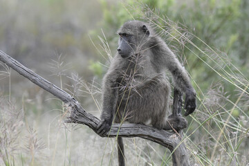 Baboon