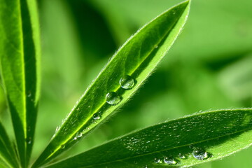 Obraz premium Regentropfen auf einem Lupinenblatt