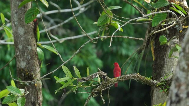 Wide shot of a male Summer Tanager (Piranga rubra) perched on a tree, with its vibrant red plumage contrasting beautifully against the lush green vegetation. After a brief moment of stillness, the bir