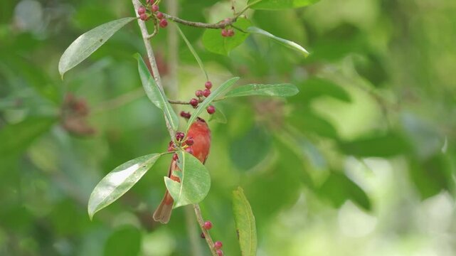 Juvenile male Summer Tanager (Piranga rubra) feeding on seeds from a tree while being gently moved by the wind. The young bird, with its mottled yellow and reddish plumage, clings to the swaying branc