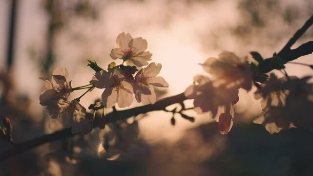 Nostalgic view of cherry blossom flowers at sunset in warm spring, Sakura, 4K slow motion	