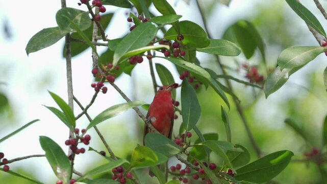 male Summer Tanager (Piranga rubra) feeding on seeds from a tree while being gently moved by the wind. The young bird, with its mottled yellow and reddish plumage.