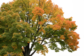 Set of autumn Quercus palustris (also called pin oak, swamp oak, or Spanish oak) trees isolated png on a transparent background perfectly cutout