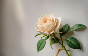 Fototapeta premium A single, cream-colored rose, elegantly presented against a soft gray background. Sunlight softly illuminates the delicate bloom and lush green leaves.