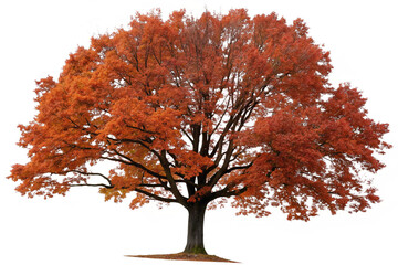 Set of autumn Quercus palustris (also called pin oak, swamp oak, or Spanish oak) trees isolated png on a transparent background perfectly cutout
