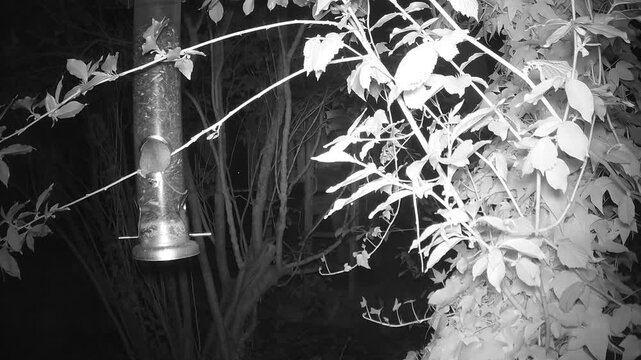 Waldmaus (Apodemus sylvaticus) frisst Sonnenblumenkerne an einer Vogelfutterstelle