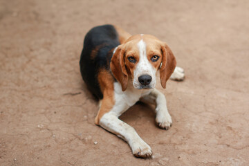 Full body portrait of a beagle dog lying on the ground. Shows the relaxed pose, tricolor coat, and calm expression of this friendly breed.