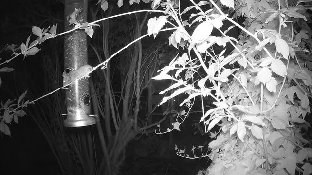 Waldmaus (Apodemus sylvaticus) frisst Sonnenblumenkerne an einer Vogelfutterstelle