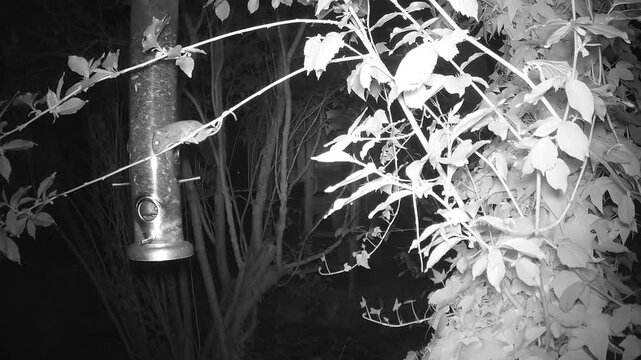 Waldmaus (Apodemus sylvaticus) frisst Sonnenblumenkerne an einer Vogelfutterstelle