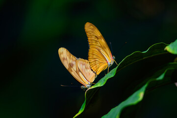 Julia Butterflies at Meijer Botanical Gardens, in Grand Rapids, Michigan.