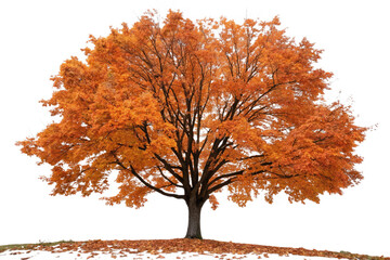 Fototapeta premium Set of autumn Quercus palustris (also called pin oak, swamp oak, or Spanish oak) trees isolated png on a transparent background perfectly cutout