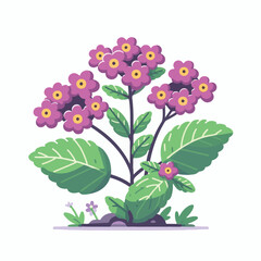 flower, floral, heliotrope, nature, natural, background, plant, garden, leaf, beauty, blooming, flora, botany, botanical, heliotropium, summer, petal, blossom, fresh, beautiful, drawing, green, illust