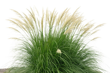 Set of Miscanthus sinensis gracillimus and Pennisetum setaceum rubrum isolated png on a transparent background perfectly cutout high resolution
