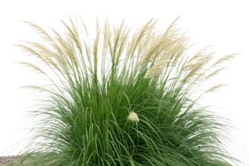 Set of Miscanthus sinensis gracillimus and Pennisetum setaceum rubrum isolated png on a transparent background perfectly cutout high resolution
