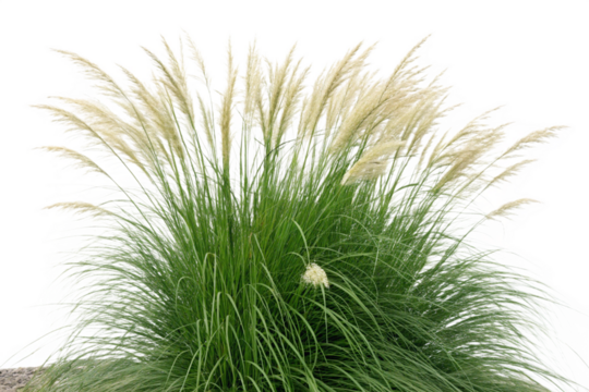 Set of Miscanthus sinensis gracillimus and Pennisetum setaceum rubrum isolated png on a transparent background perfectly cutout high resolution
