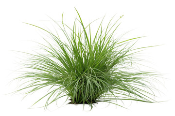 Set of Miscanthus sinensis gracillimus and Pennisetum setaceum rubrum isolated png on a transparent background perfectly cutout high resolution
