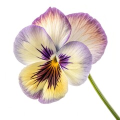 violet flower isolated on white