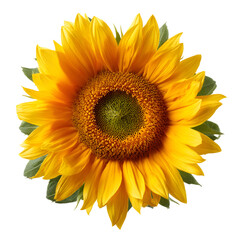 Fototapeta premium Sunflower with Curved Petals