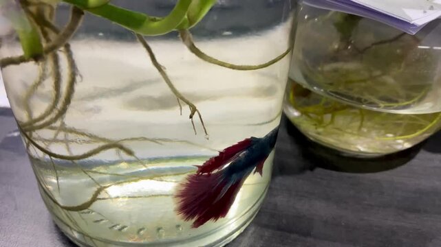 Root grow in a glass of water. Tap Root and Fibrous root in office. Potting rooted plants into mixed soil. Roots in water, propagation in jar with water. African violets. ficus microcarpa.