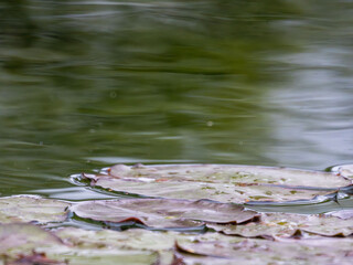 曇りの日　池のハスの葉02