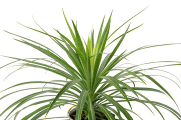 Fototapeta premium Set of Miscanthus sinensis gracillimus and Pennisetum setaceum rubrum isolated png on a transparent background perfectly cutout high resolution 