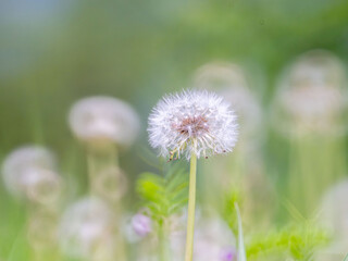 曇りの日　タンポポの綿毛01