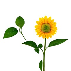 Fototapeta premium Fresh Sunflower on White Surface