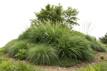 Obraz premium Set of Miscanthus sinensis gracillimus and Pennisetum setaceum rubrum isolated png on a transparent background perfectly cutout high resolution 