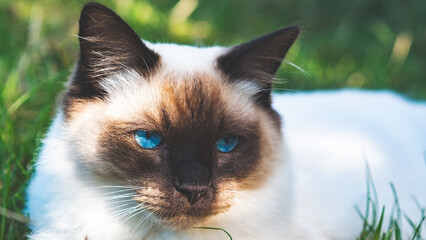 Gorgeous ragdoll cat blue eyes fluffy soft head face close up outside on the grass