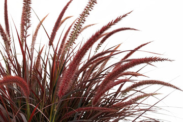 Set of Miscanthus sinensis gracillimus and Pennisetum setaceum rubrum isolated png on a transparent background perfectly cutout high resolution
