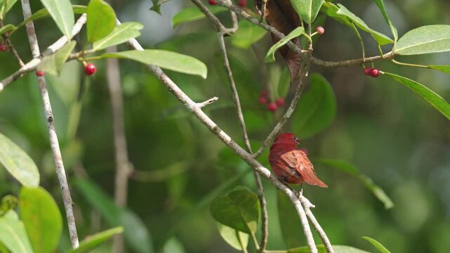 Video of a male Summer Tanager (Piranga rubra) seen from behind as it eats seeds on a tree branch. Its bright red plumage creates a striking contrast against the lush green background, capturing a viv