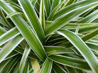 Fototapeta premium Ornamental plant Chlorophytum Comosum spider plant