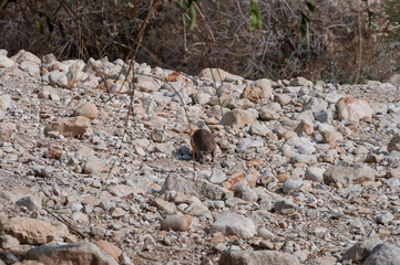 A small animal is walking on a rocky surface