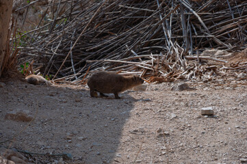 A small animal is walking on a rocky ground