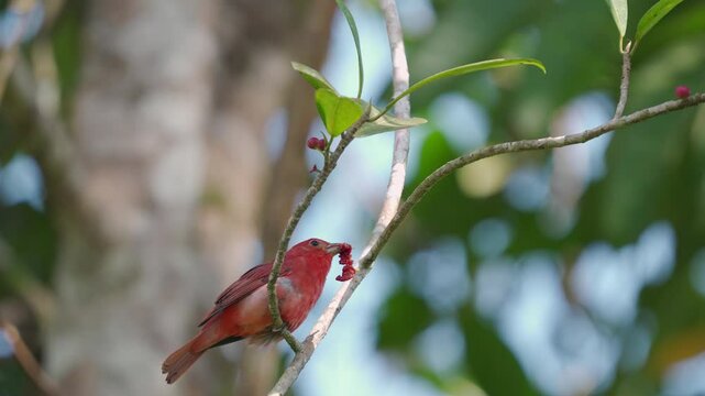 Juvenile male Summer Tanager (Piranga rubra) feeding on seeds from a tree while being gently moved by the wind. The young bird, with its mottled yellow and reddish plumage, clings to the swaying branc