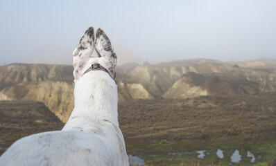 greyhound dog perky ears up alert from behind cute looking into distance