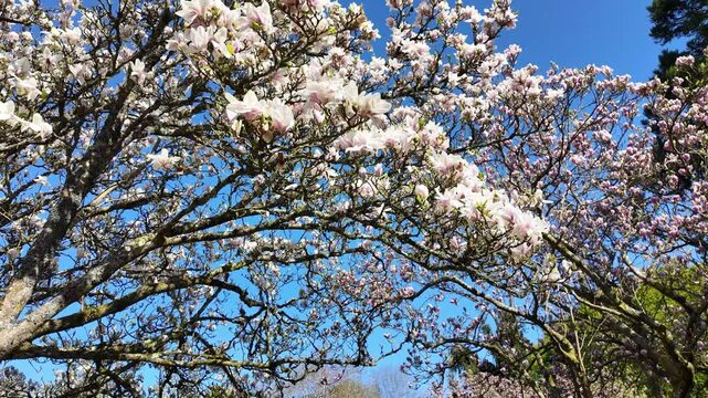 Ampfield Hampshire England UK. 23.04.2025. Video. Magnolia avenue at Hillier gardens at Ampfield near Romsey Hampshire UK.