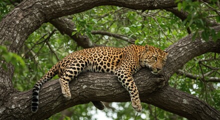 Spotted leopard lounges on a tree branch, enjoying a moment of relaxation amidst the lush greenery of its natural habitat.