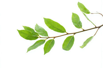 Obraz premium branch of a tree with green leaves on it 2