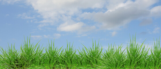 Lush green grass growing under blue sky with clouds. Banner design