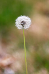Close-up Dandelion Seed Head on Blurred Background