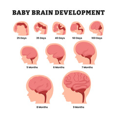 Stages of baby brain development process, educational medical poster design healthcare scheme, labeled Human Fetal Brain Growth from Embryo to 9 Months in the womb. Brain cells, or neurons.
