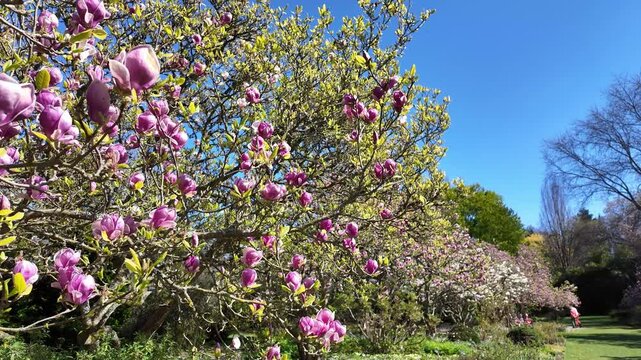 Ampfield Hampshire England UK. 23.04.2025. Video. Magnolia avenue at Hillier gardens at Ampfield near Romsey Hampshire UK.