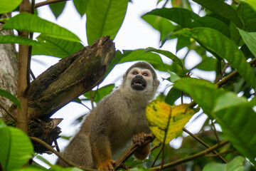 Close up of an Ecuadorian squirrel monkey (Saimiri cassiquiarensis macrodon) in a tree at a jungle lodge in Archidona, in Napo province, Ecuador